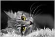 Gato estressado sinais de ansiedade nos felinos Blog da Cobas